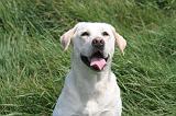 LABRADOR 1204